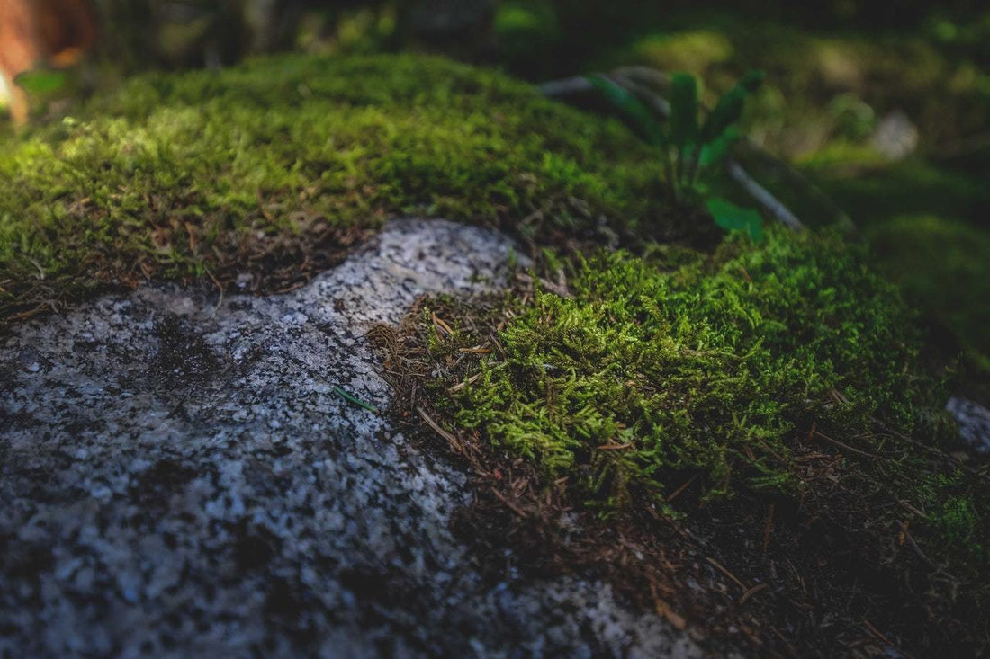 The Importance of Reforesting the World
